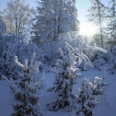 bude zima bude mráz
