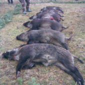 Polovacka na diviaky