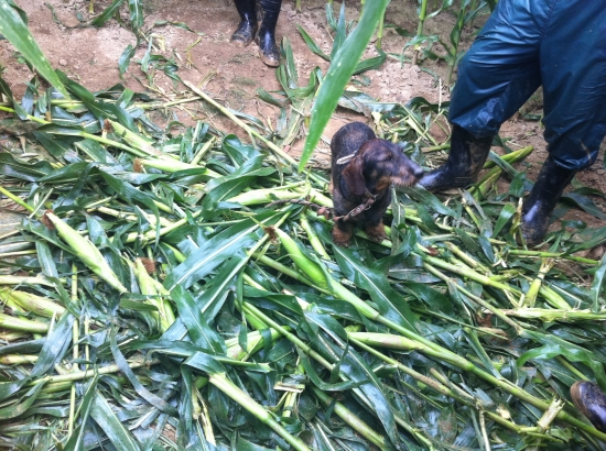 Dohľadávka diviaka v kukurici