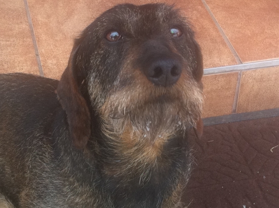 Od včera mám päť ďalších potomkov