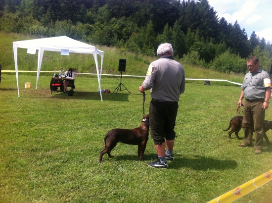 Klubová výstava farbiarov - Sielnica