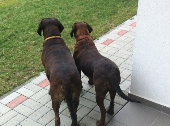 Gyutefai Alfa a Ida od Dlouhého rybníka