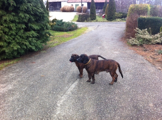 Gyutefai Alfa a Ida od Dlouhého rybníka