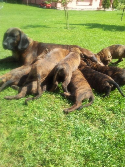 Ida od Dlouhého rybníka a šteniatka