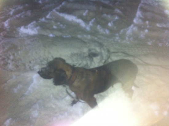 Dohľadávka diviaka