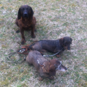 Trio