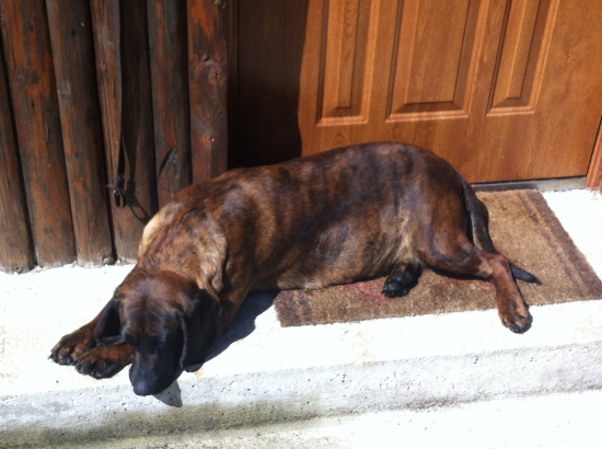 Odpočinok kotnej Idy