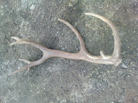 Kamarátov 16-torák