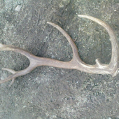 Kamarátov 16-torák