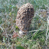 smrčok
