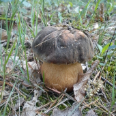 dubáčik