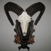 jeden z mojich baranov