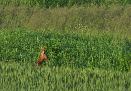 Z rannej prechádzky