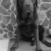 Náš pes Bad (labrador)