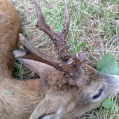 este nevieme ci je to strieborne alebo bronzove