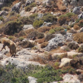 Suboj. (Grécko-Kos)