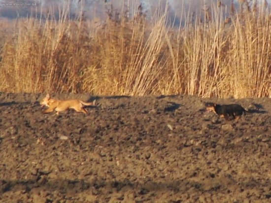 tulaví psi v revíry