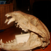 Uhyn. Tak uz viem..jazvec :)