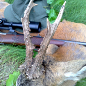 Strelene v Cesku v máji