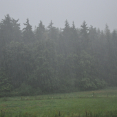 Trošku pršal... museli sme ist domov z lesa...