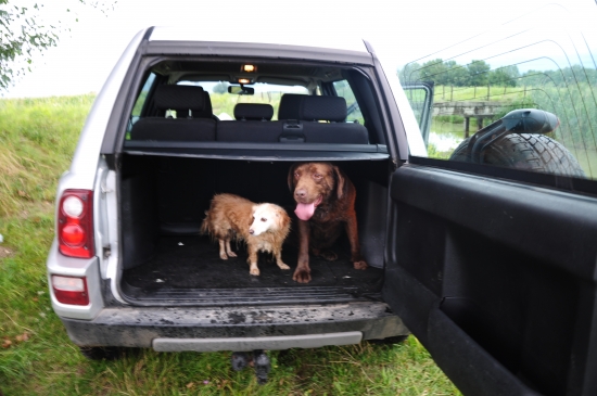 Bad (Labrador)  Pamacs (Mix :D)