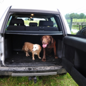 Bad (Labrador)  Pamacs (Mix :D)