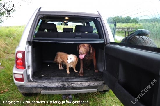 Bad (Labrador)  Pamacs (Mix :D)