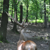 Mišo :) v Počuvadle