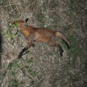 otcova prvá líška :)