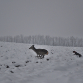 ,,Ja som rýcheljsí!ˇˇ