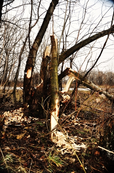 práca bobra priamo pri ceste