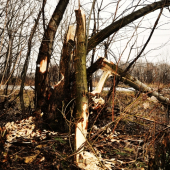 práca bobra priamo pri ceste