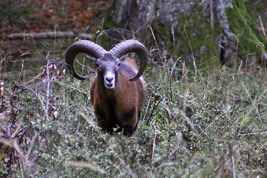 Muflon