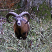 Muflon