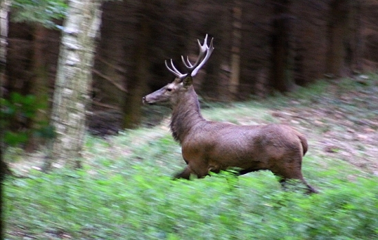 Křivoklátsko
