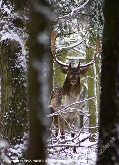 Na sněhu