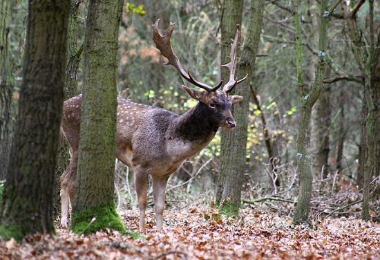 Daněk