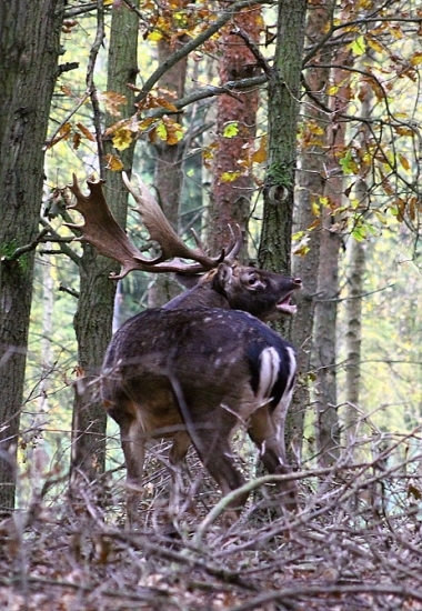 Daněk