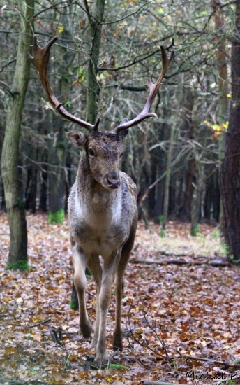 Daněk