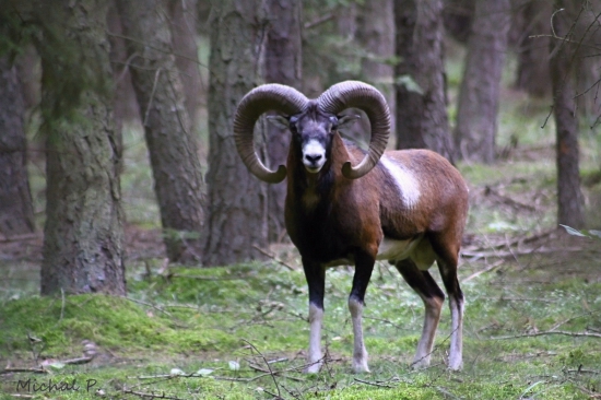 Muflon