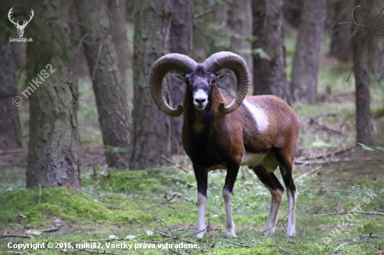 Muflon