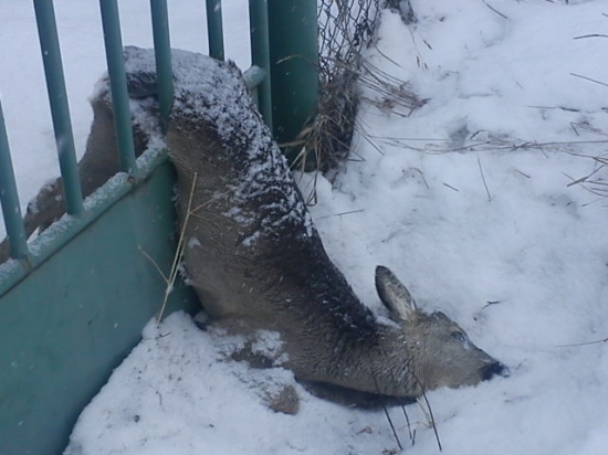 krutá dan tohtoročnej zimy