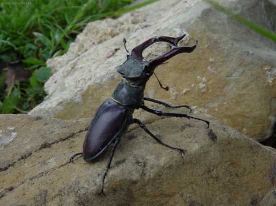 roháč  na našej záhrade