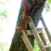 veverička na jabloni