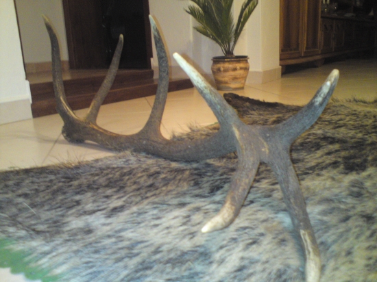 Dnešný šestnástorák    3 kg