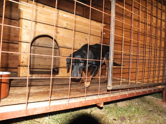 Astor-posledná fotka  :(