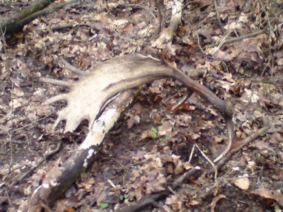 Lopata..83cm..1,6 kg 2010.2.27