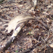 Lopata..83cm..1,6 kg 2010.2.27