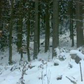 kamzik spatna kvalita omlouvamse