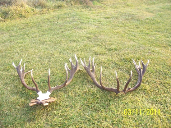 Zhody z toho isteho jeleňa